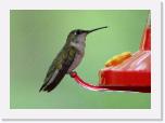 Humming Bird 002 * 2100 x 1500 * (505KB)